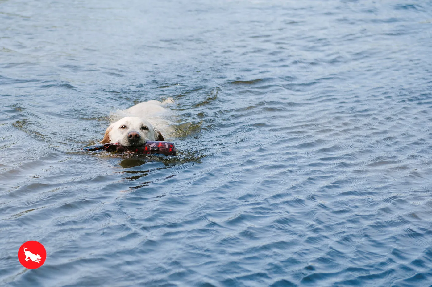 Toss and Float toy